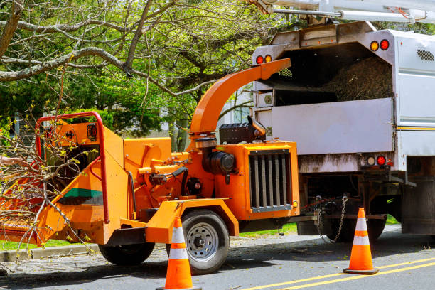 Reliable Lorton, VA Tree Removal and Landscaping Services Solutions